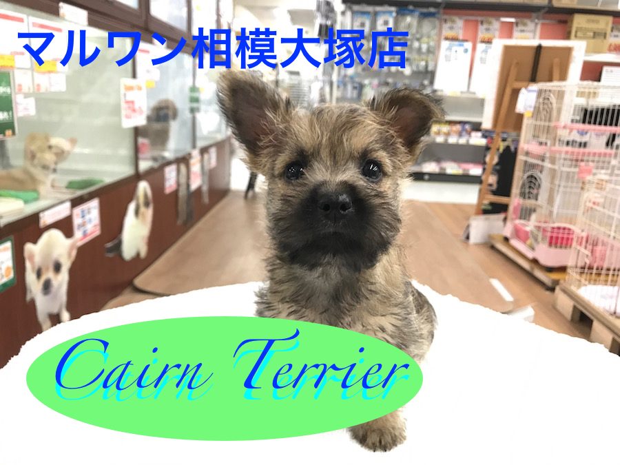 【ケアーンテリア】超希少種！最古のテリア種がやってきた！：相模大塚店Pick UpベイビーNo.814401