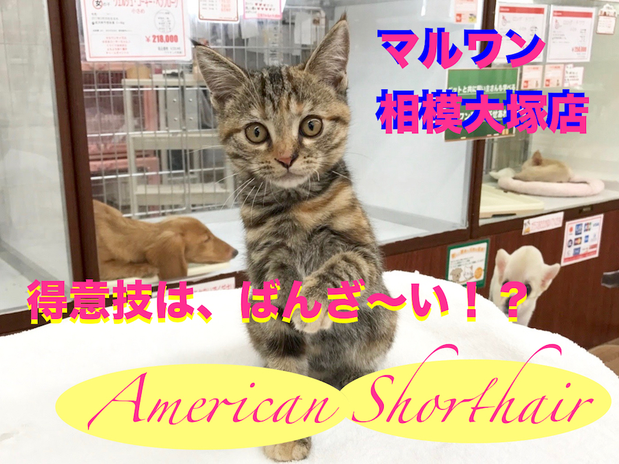 【アメリカンショートヘア】絶世の美猫は、バンザイが得意技！？：相模大塚店Pick UpベイビーNO.814380