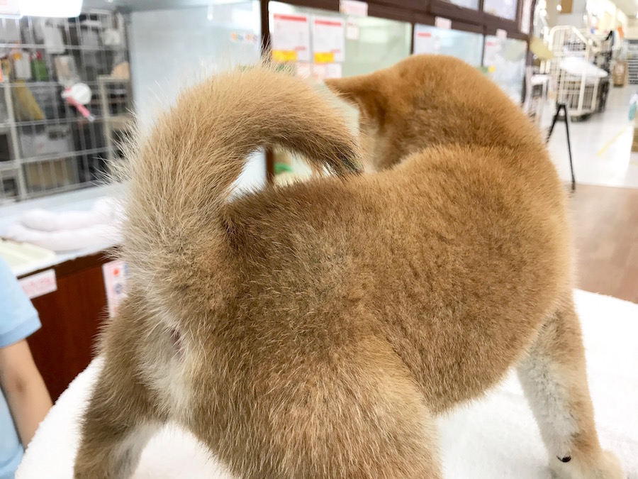 柴犬 - マルワン相模大塚店