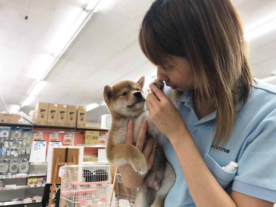 柴犬 - マルワン相模大塚店
