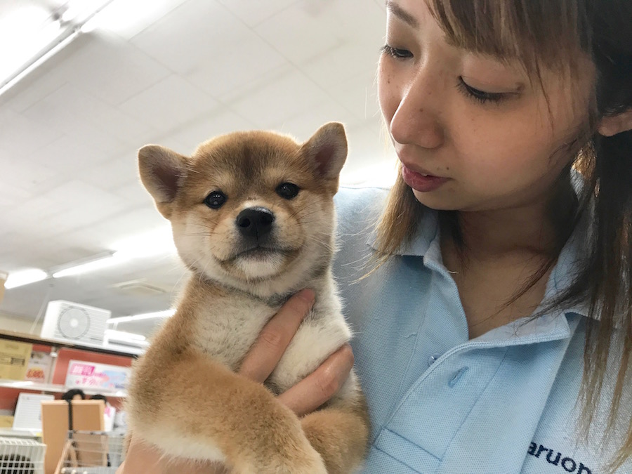 柴犬 - マルワン相模大塚店