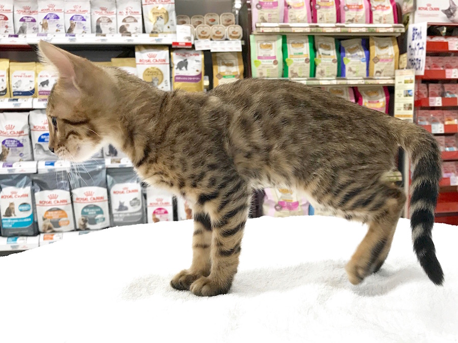 ベンガル - マルワン相模大塚店