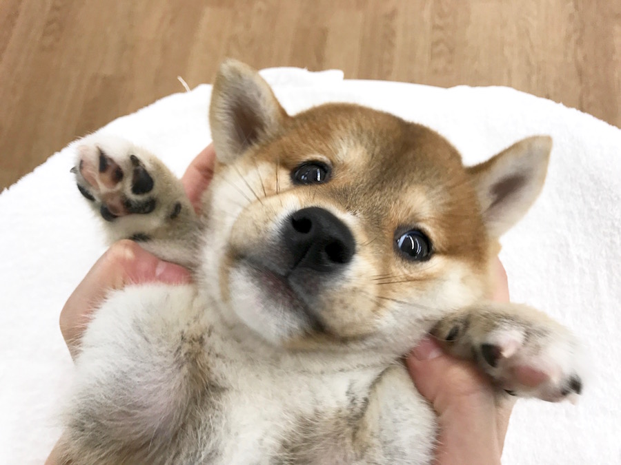 柴犬 - マルワン相模大塚店