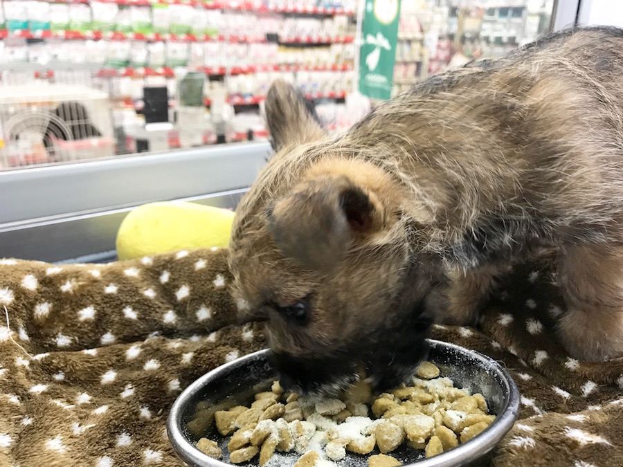 ケアーンテリア - マルワン相模大塚店