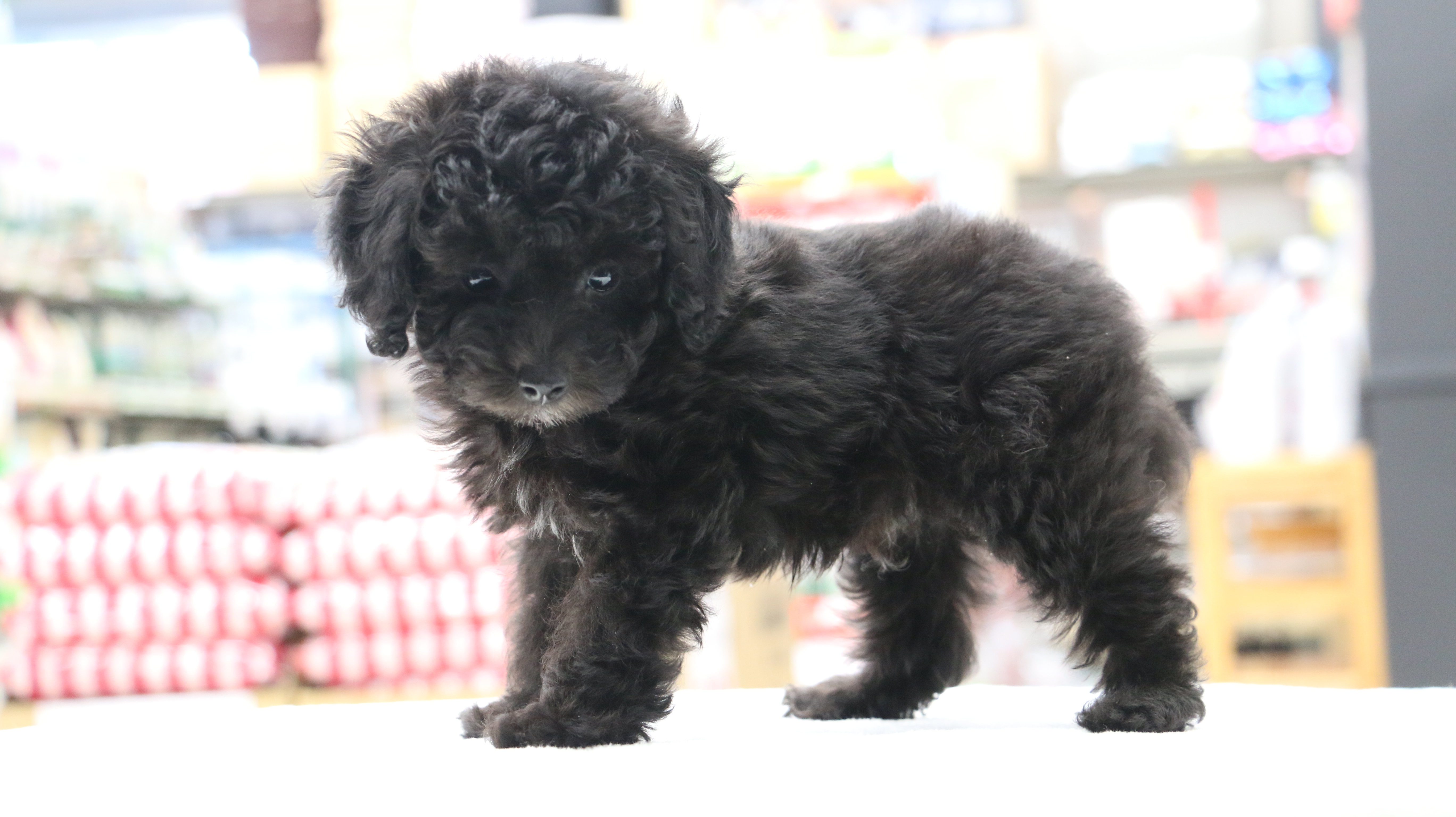 トイ・プードル - ペットショップ マルワン梅島 東京都足立区