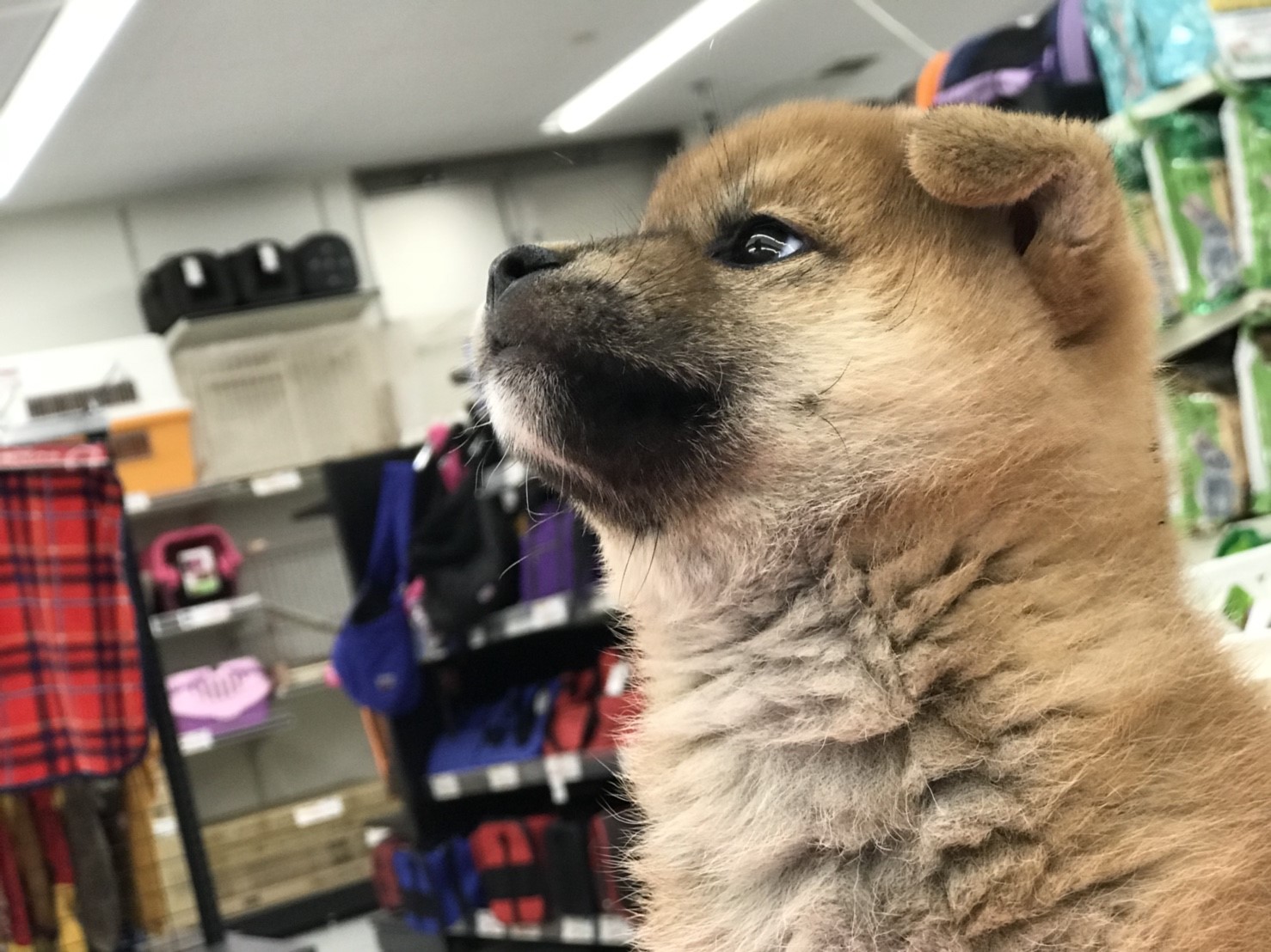 柴犬 - ペットショップ マルワン東日暮里 東京都荒川区
