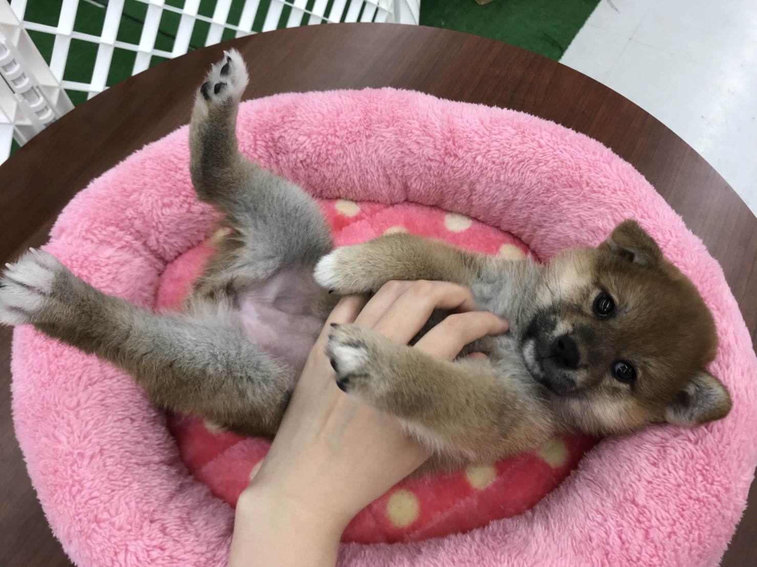 柴犬 - ペットショップ マルワン東日暮里 東京都荒川区