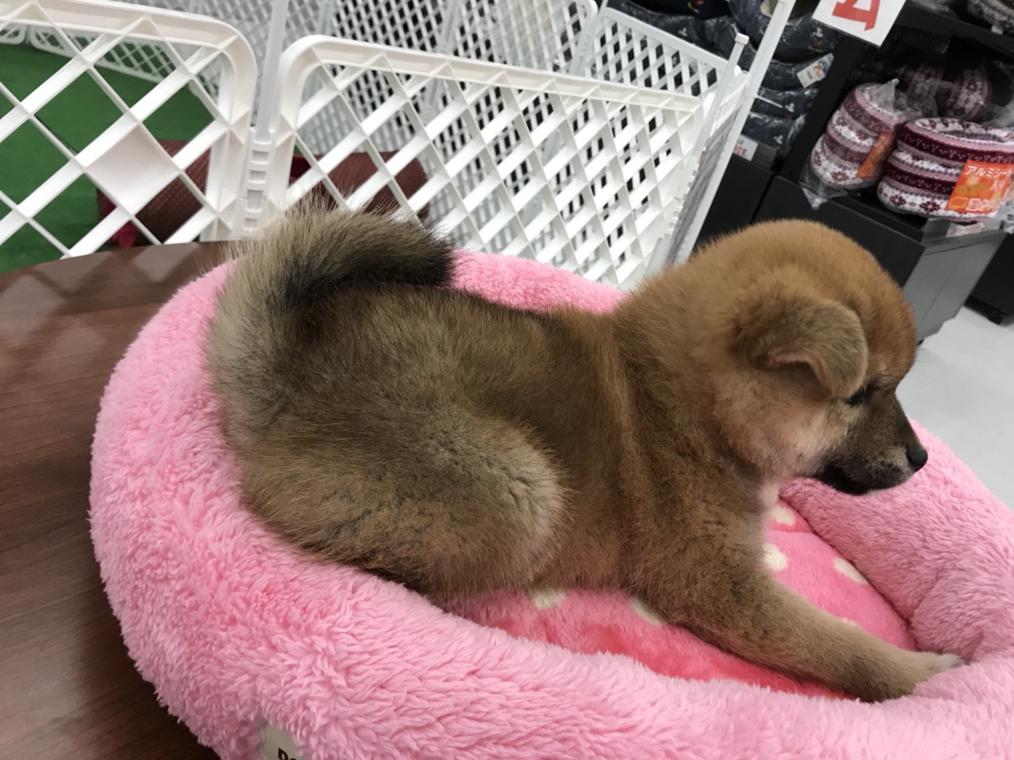 柴犬 - ペットショップ マルワン東日暮里 東京都荒川区