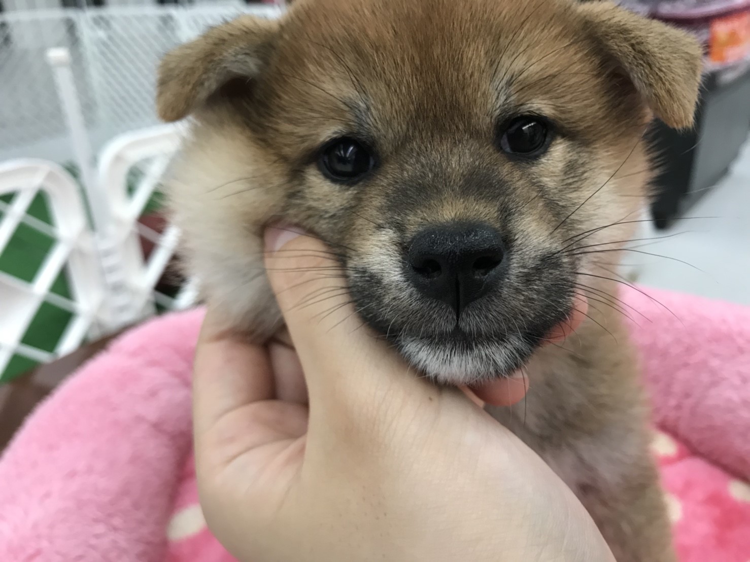 柴犬 - ペットショップ マルワン東日暮里 東京都荒川区