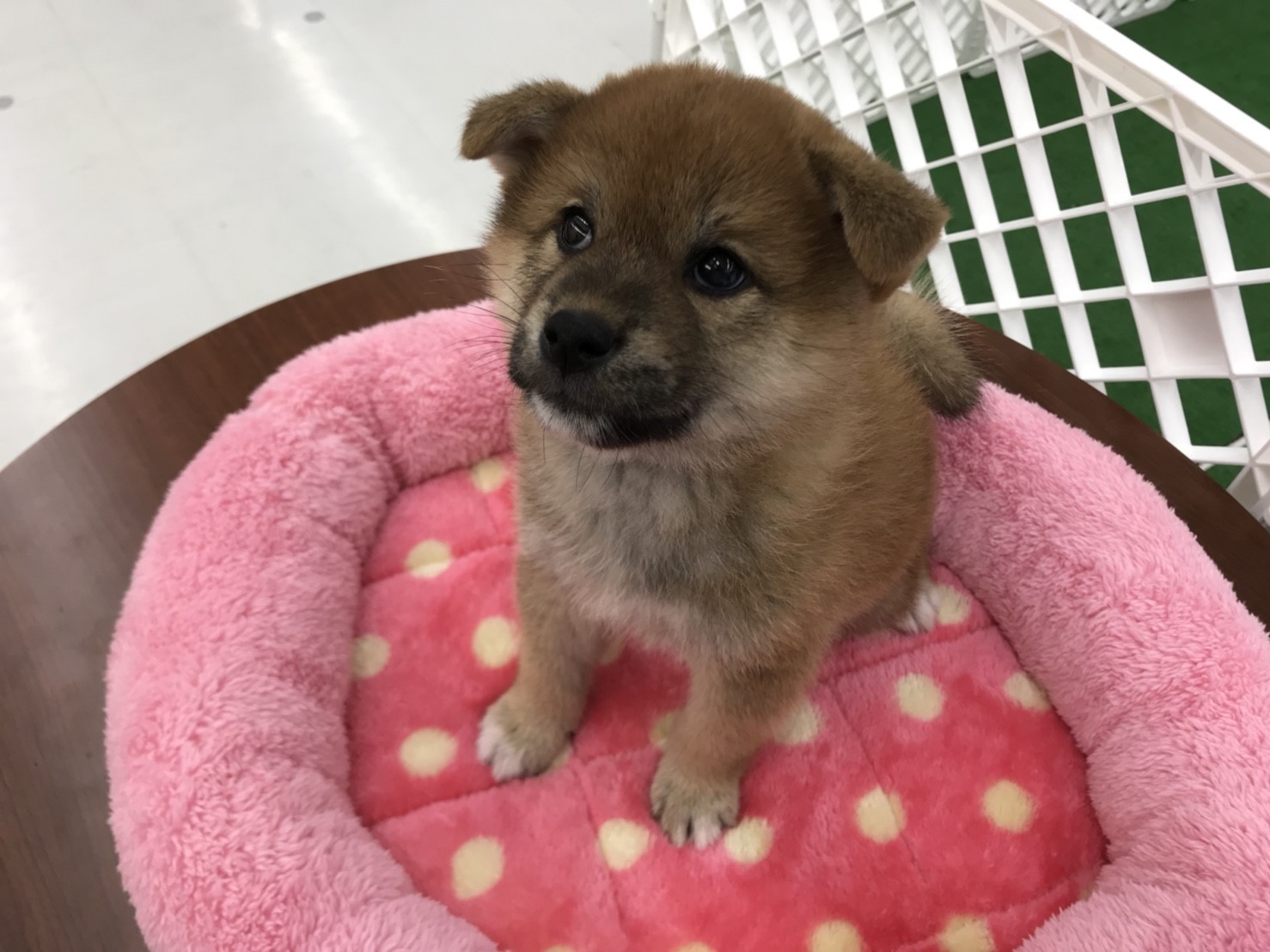 柴犬 - ペットショップ マルワン東日暮里 東京都荒川区