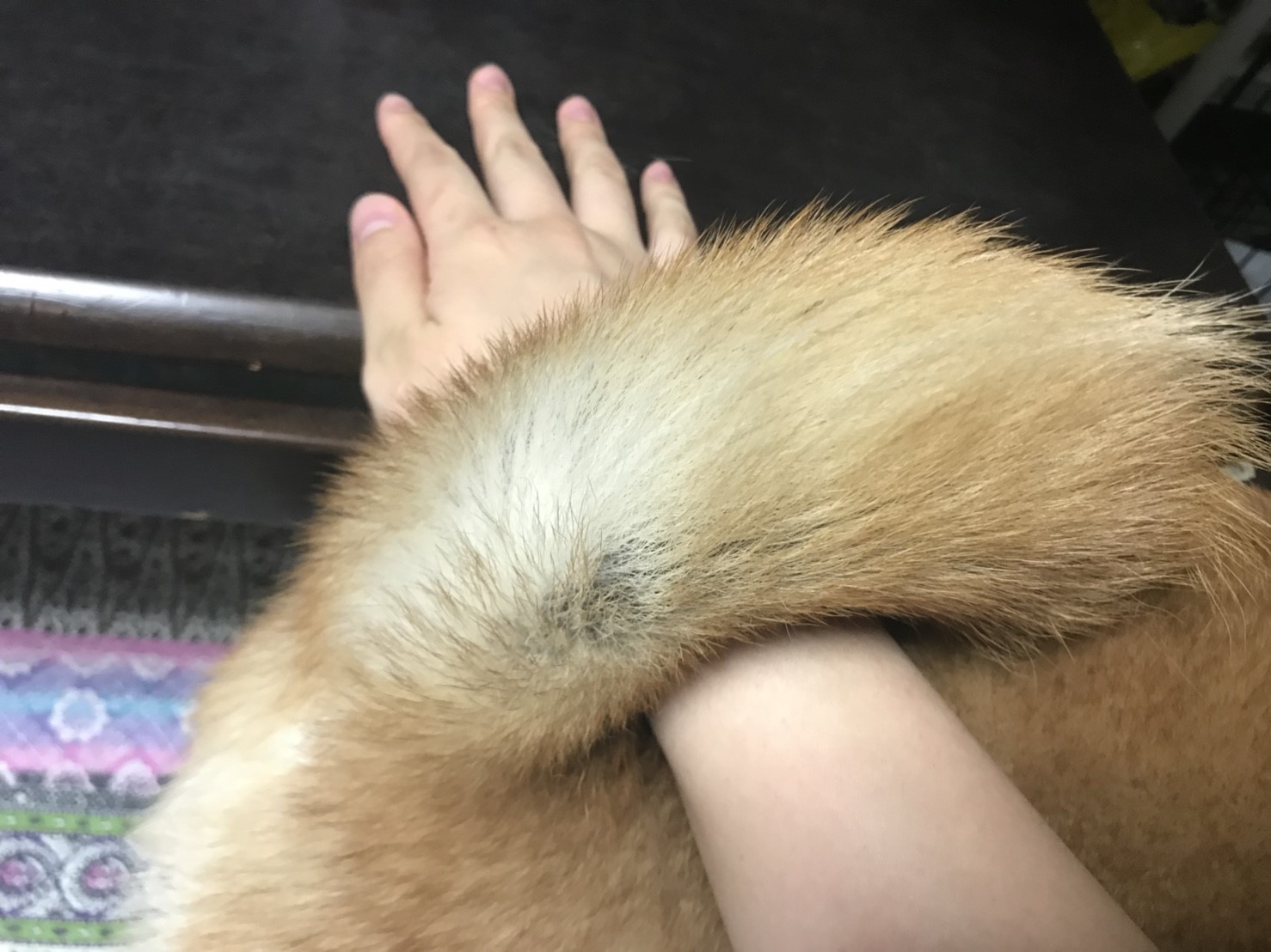 柴犬 - ペットショップ マルワン東日暮里 東京都荒川区