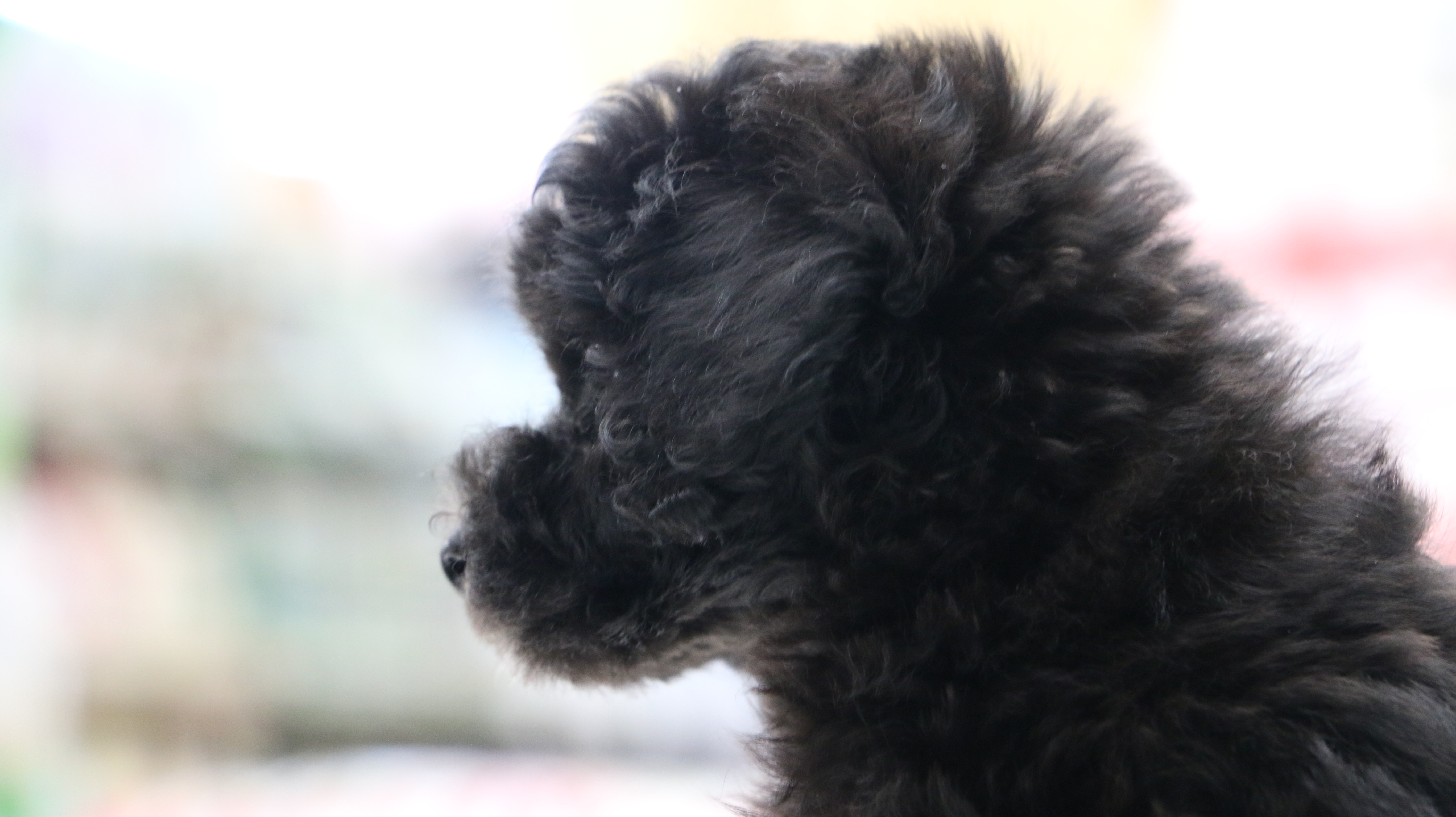 トイ・プードル - ペットショップ マルワン梅島 東京都足立区