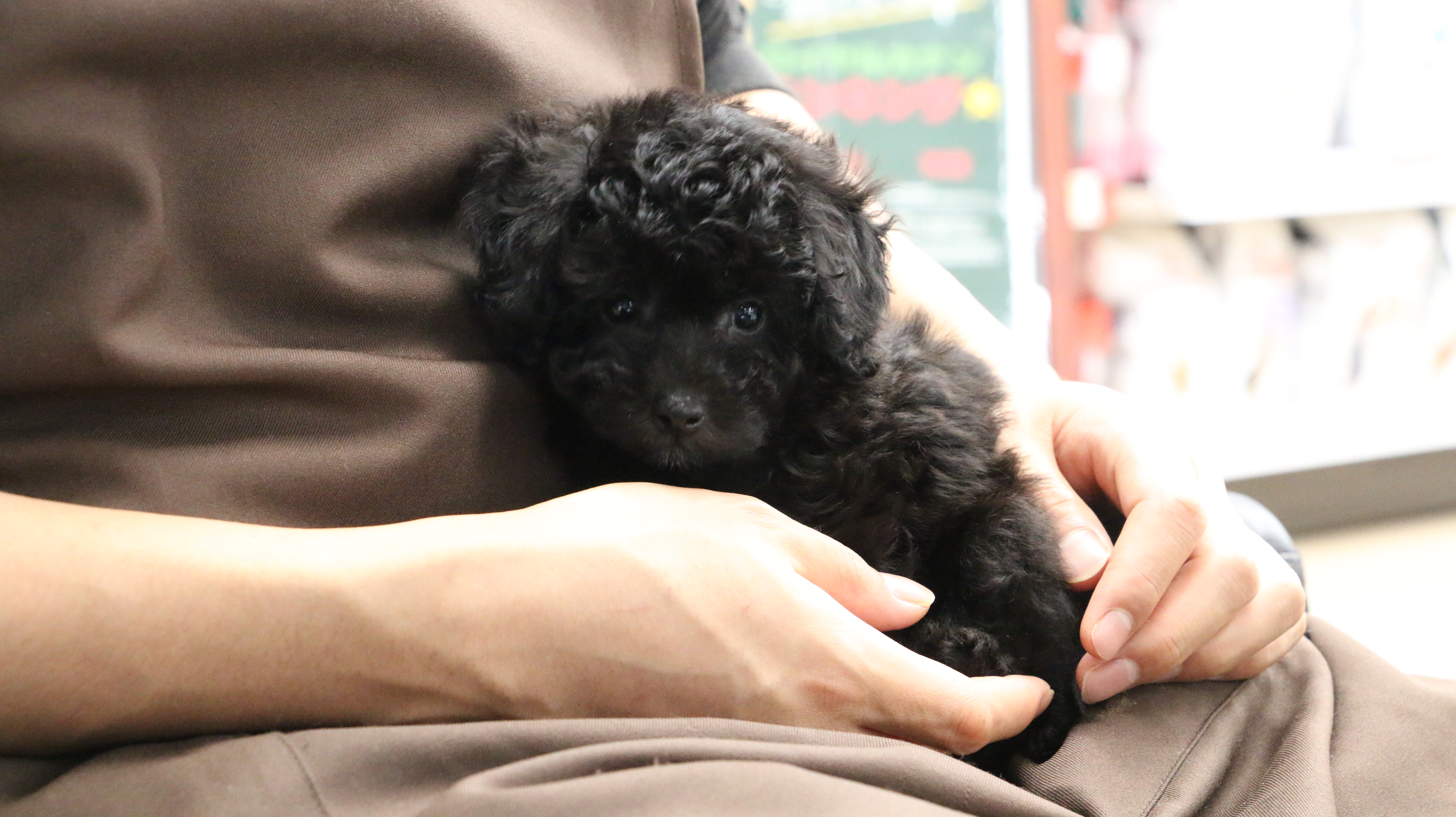 トイ・プードル - ペットショップ マルワン梅島 東京都足立区