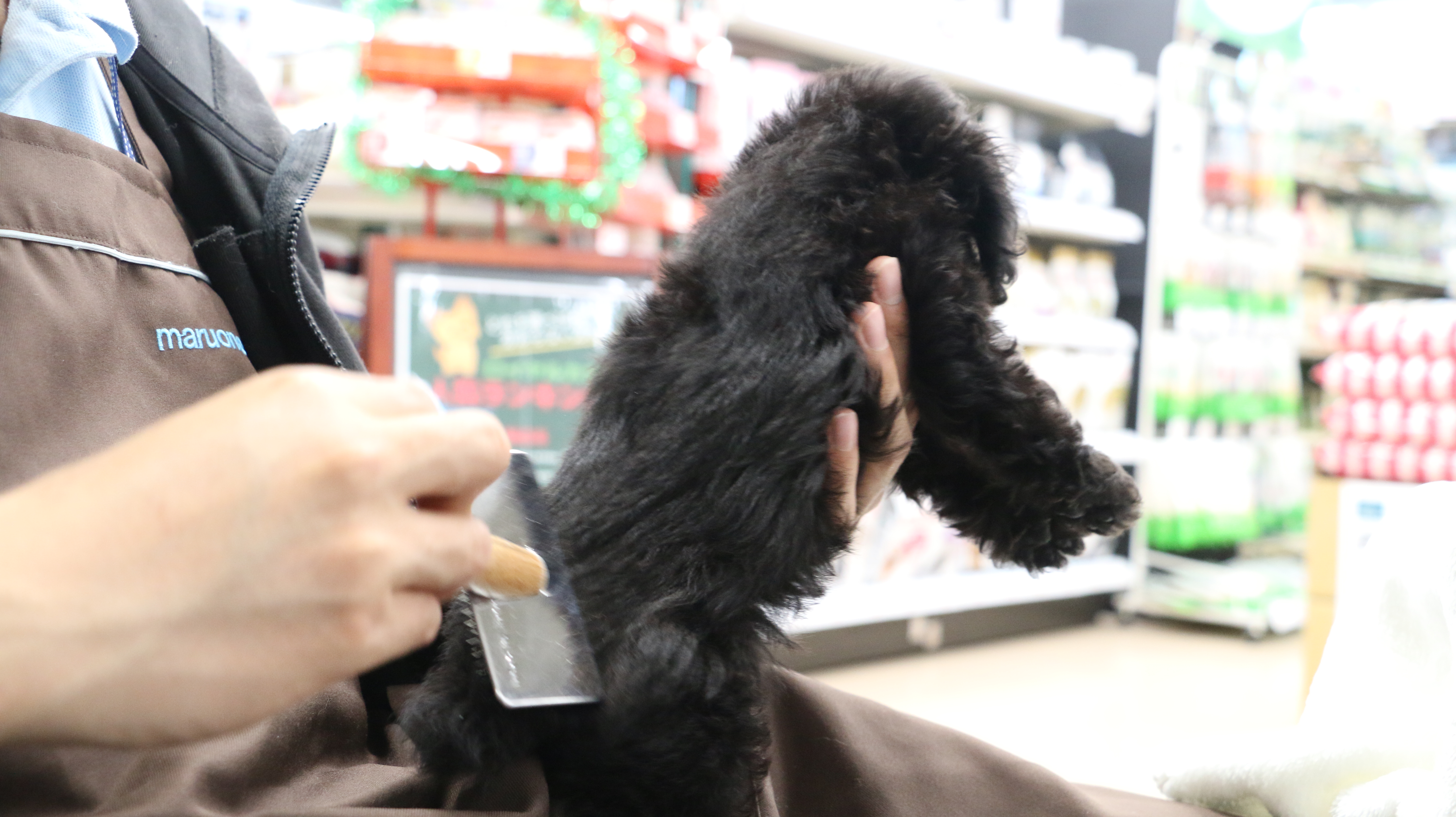 トイ・プードル - ペットショップ マルワン梅島 東京都足立区