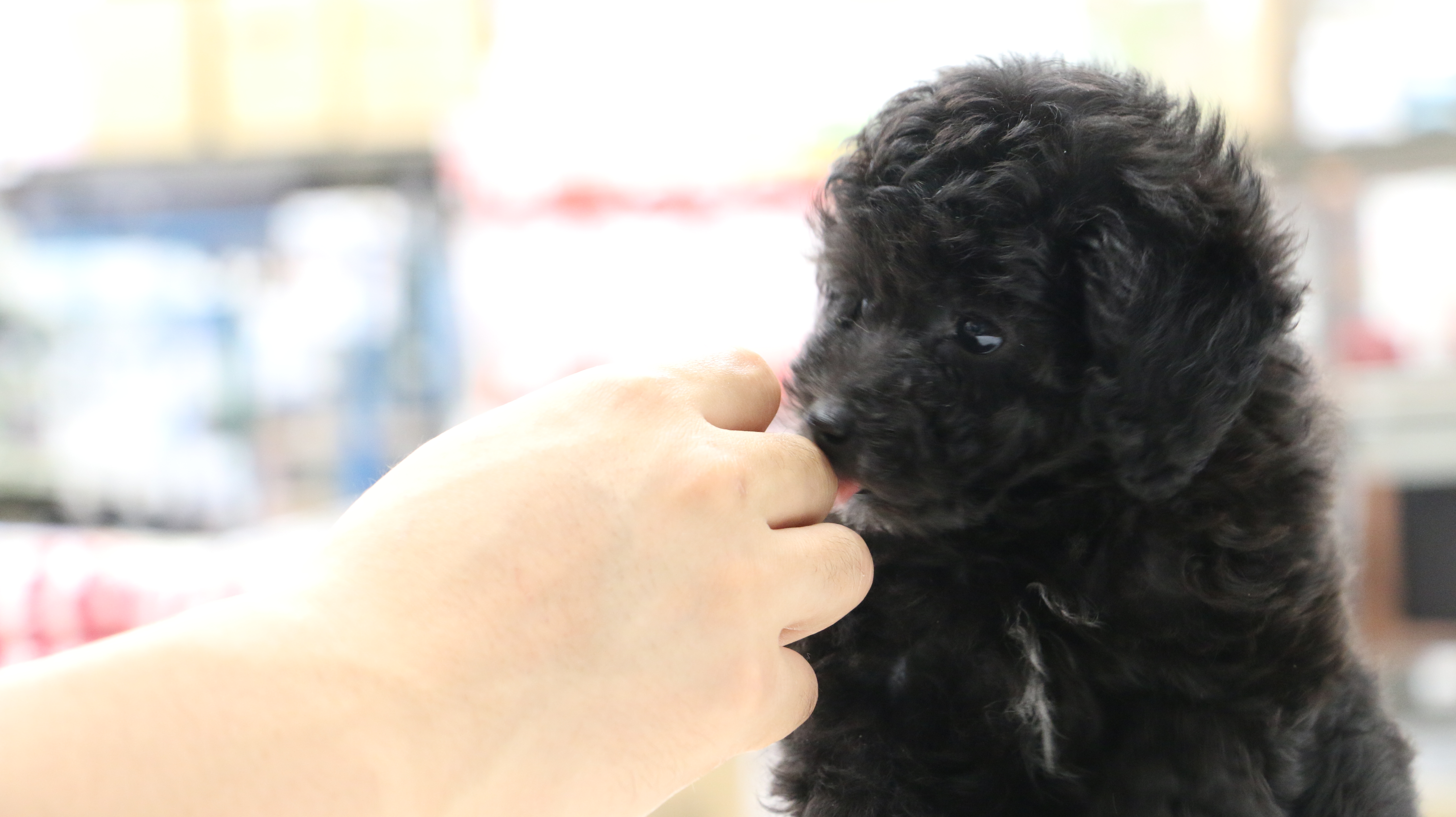 トイ・プードル - ペットショップ マルワン梅島 東京都足立区