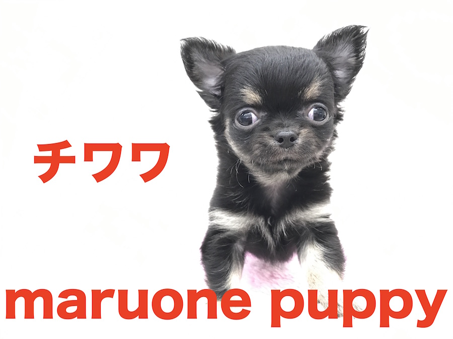 【極小チワワ】店長大絶賛！本羽田店の極小プリンセス！！：本羽田店Pick UpベイビーNo.512476