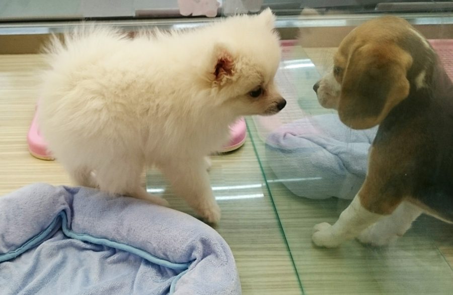 ポメラニアン - ペットショップ マルワン志村坂下 東京都板橋区
