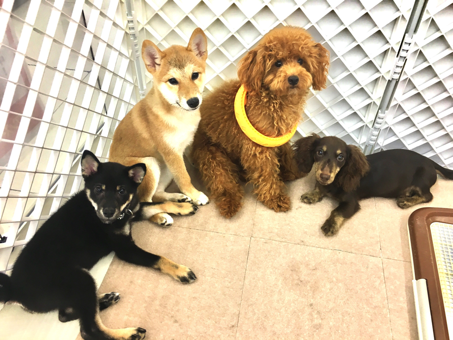 【大倉山店スタッフ募集！】あなたの動物愛をマルワン大倉山店で活かすチャンス！