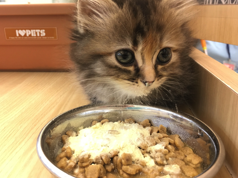 【大倉山店スタッフ募集！】あなたの動物愛をマルワン大倉山店で活かすチャンス！