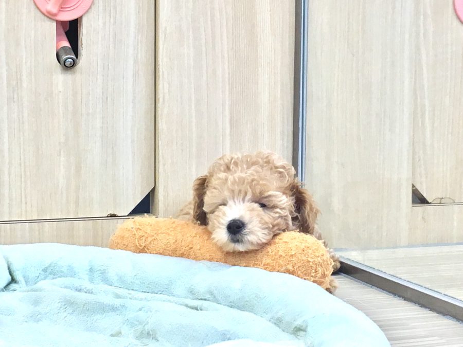 一点を見つめてフリーズ | トイ・プードル - ペットショップ マルワン大倉山 神奈川県横浜市