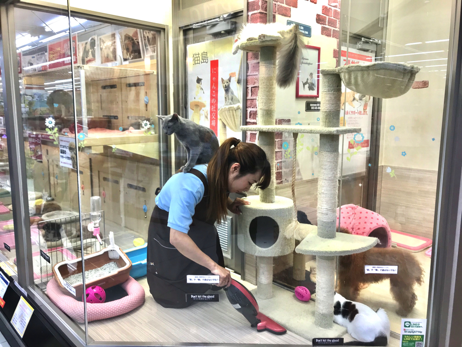 ロシにゃんは背中に乗るのが大好き | ペットショップ マルワン大倉山 神奈川県横浜市港北区