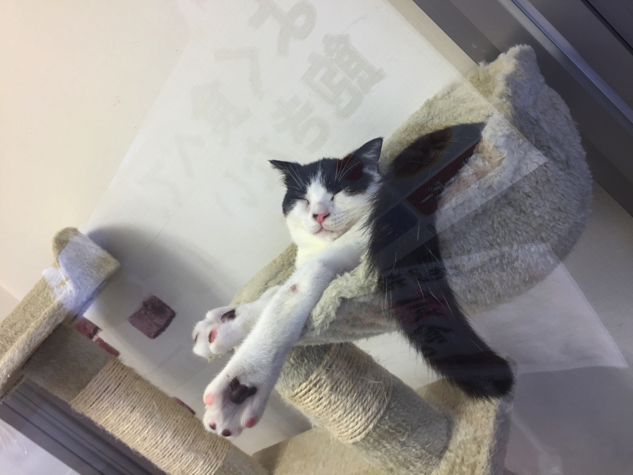 スコにゃんもすっぽり収まってお昼寝♪ | ペットショップ マルワン大倉山 神奈川県横浜市港北区