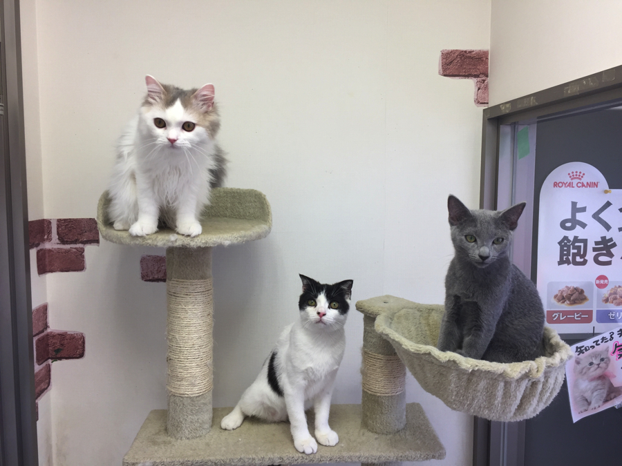 ネコちゃんの夢の国!!その名も「猫島」 | ペットショップ マルワン大倉山 神奈川県横浜市港北区