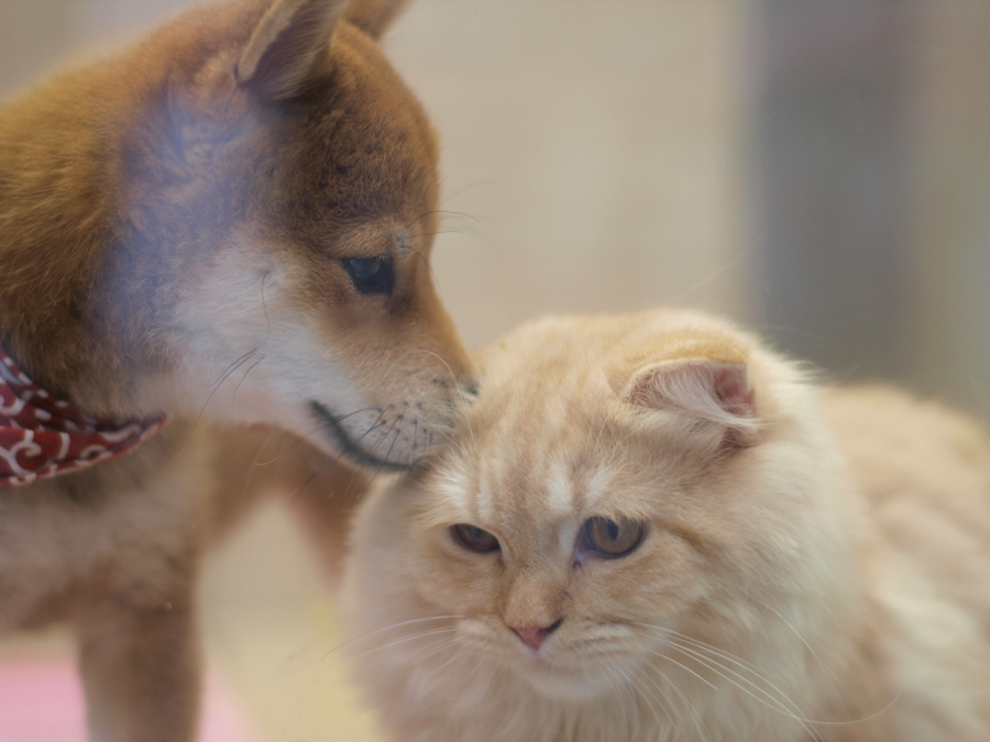 【大倉山店スタッフ募集！】あなたの動物愛をマルワン大倉山店で活かすチャンス！