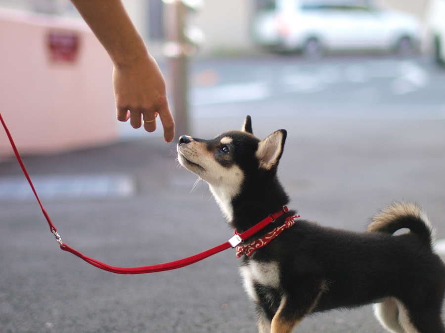 【大倉山店スタッフ募集！】あなたの動物愛をマルワン大倉山店で活かすチャンス！