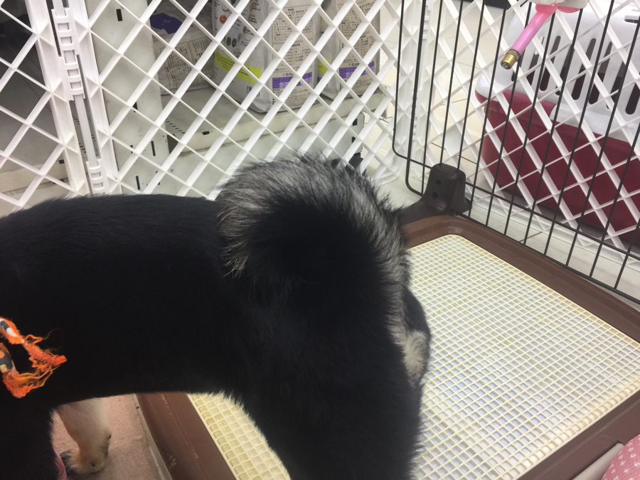 柴ちゃん達のご紹介! - ペットショップ マルワン大倉山 神奈川県横浜市港北区