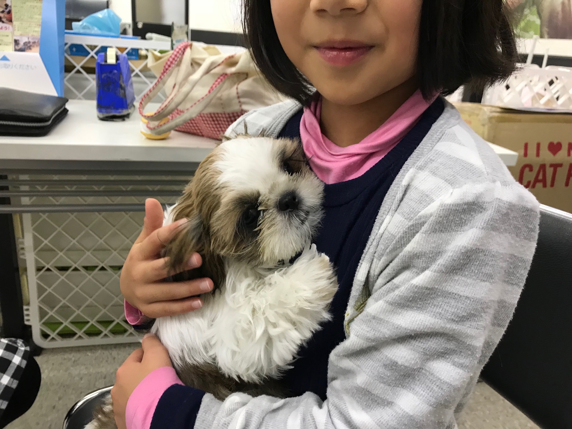 シーズー - ペットショップ マルワン鎌ヶ谷 千葉県鎌ヶ谷市