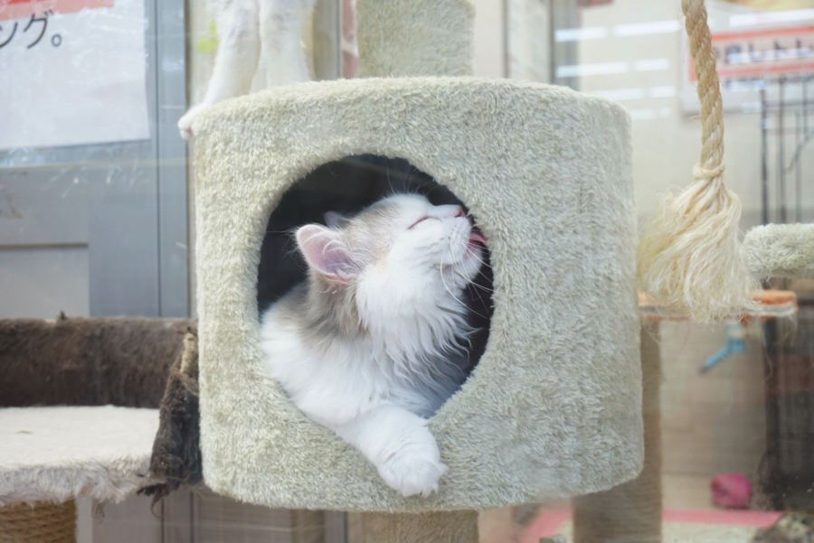ご満悦のラガにゃん。 | ペットショップ マルワン大倉山 神奈川県横浜市港北区