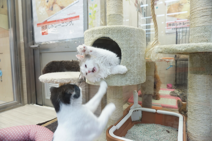 ベストポジションの取り合い | ペットショップ マルワン大倉山 神奈川県横浜市港北区