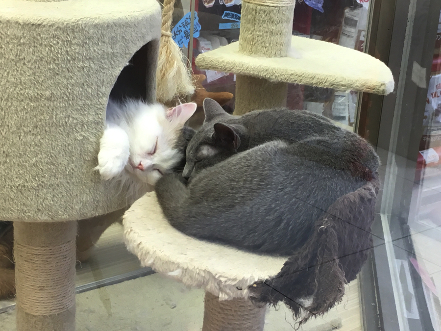 ロシにゃんはラガにゃんに寄り添っておやすみ♥ | ペットショップ マルワン大倉山 神奈川県横浜市港北区