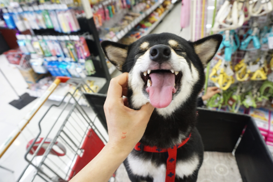 【大倉山店スタッフ募集！】あなたの動物愛をマルワン大倉山店で活かすチャンス！
