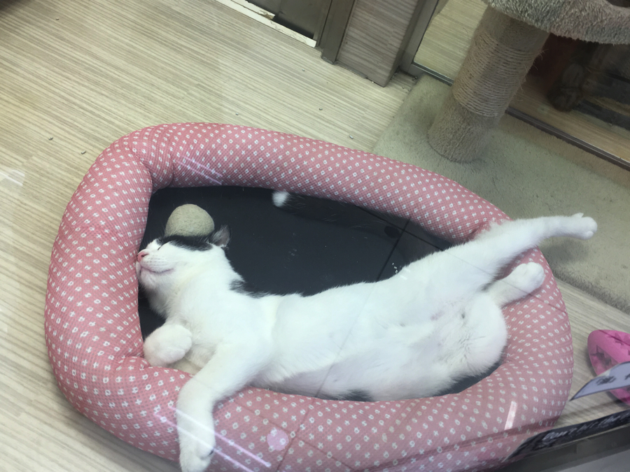 安心しすぎ | ペットショップ マルワン大倉山 神奈川県横浜市港北区