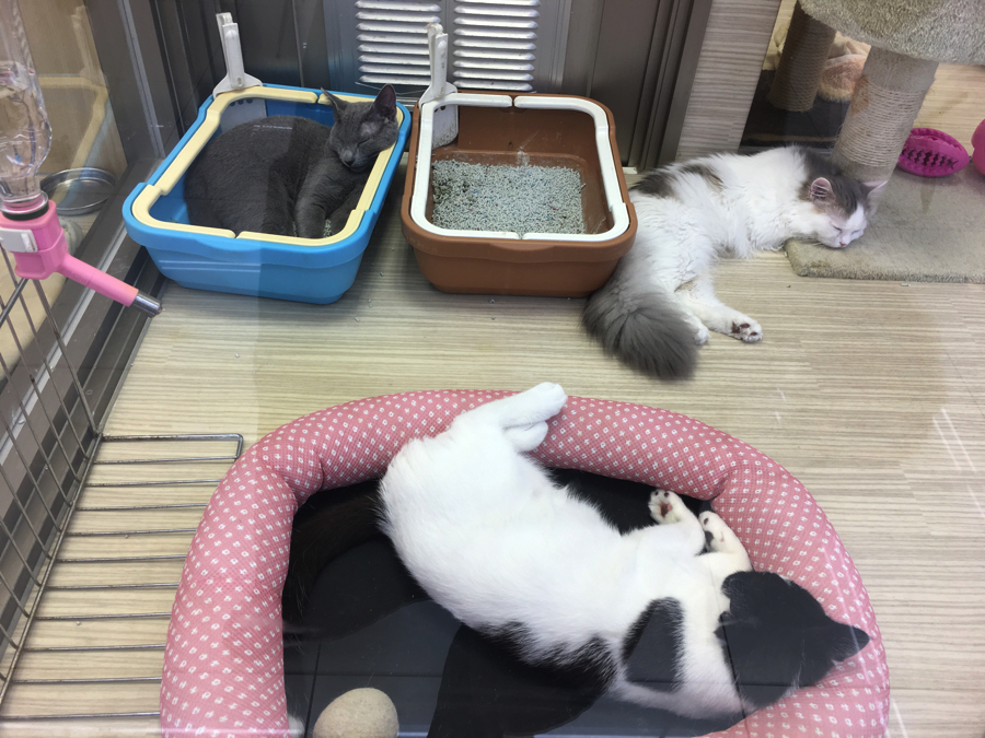 3人揃っておやすみさーい | ペットショップ マルワン大倉山 神奈川県横浜市港北区