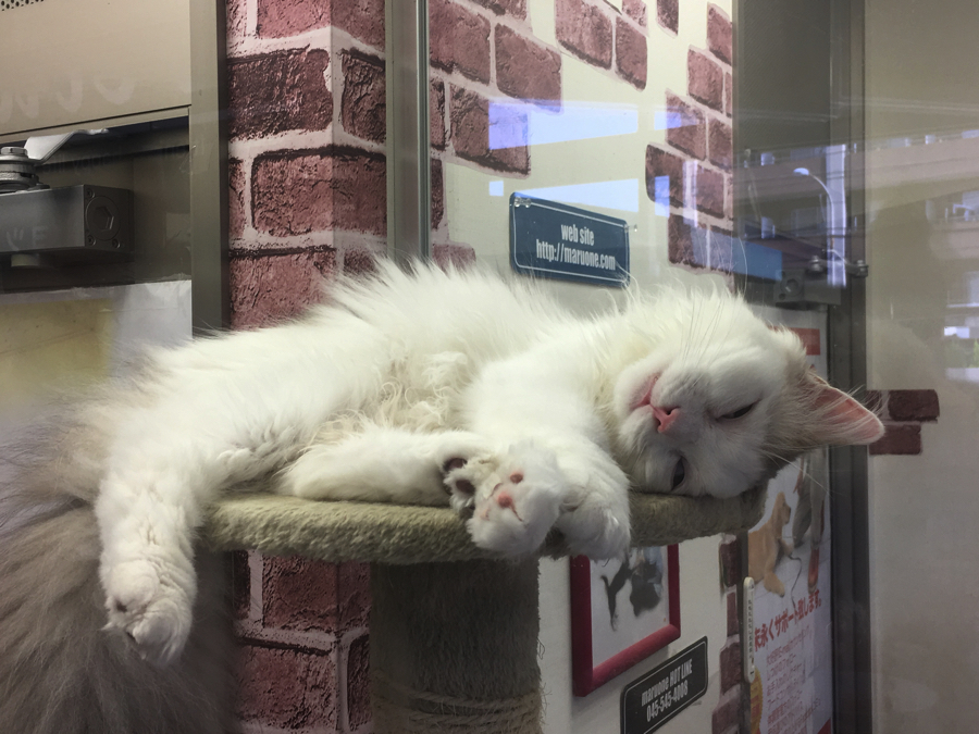 たまに寝顔がブス（笑） | ペットショップ マルワン大倉山 神奈川県横浜市港北区