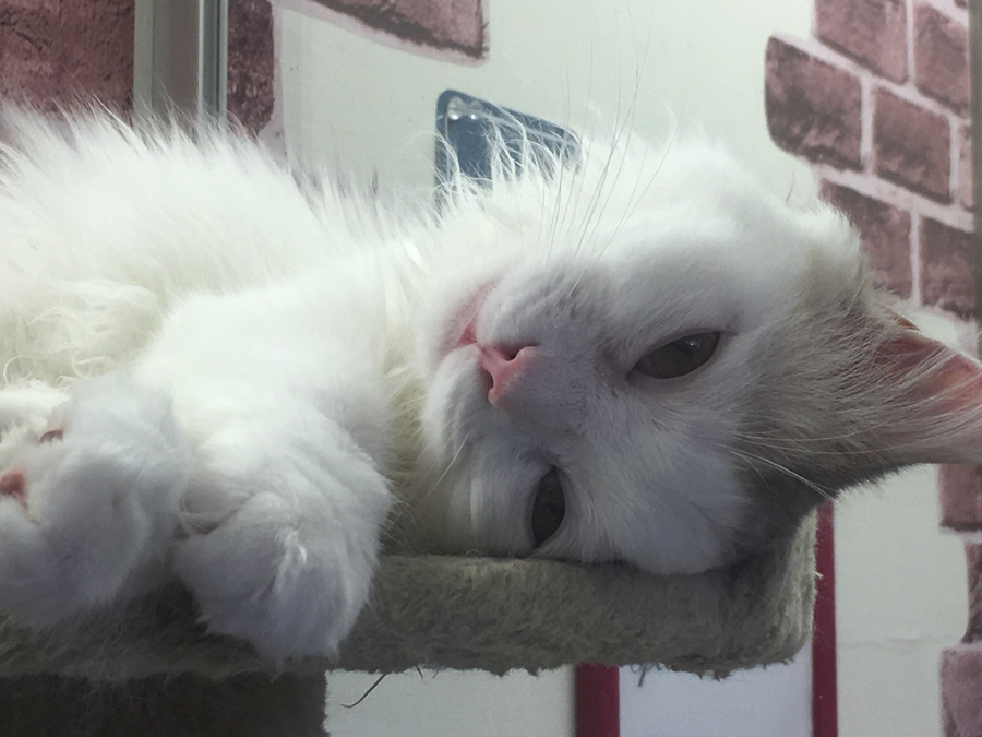 「ちゃんと綺麗にしてね〜」 | ペットショップ マルワン大倉山 神奈川県横浜市港北区