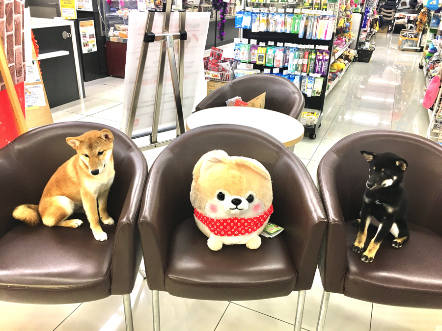 柴ちゃん達のご紹介! - ペットショップ マルワン大倉山 神奈川県横浜市港北区