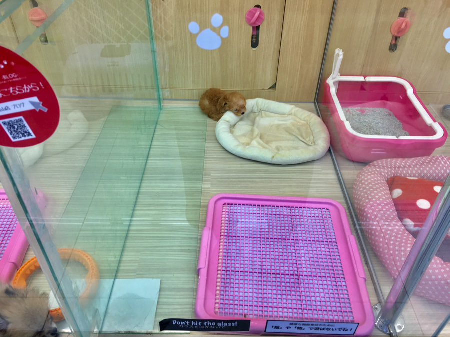 お部屋でのんびり | ティーカッププードル - ペットショップ マルワン大倉山 神奈川県横浜市港北区