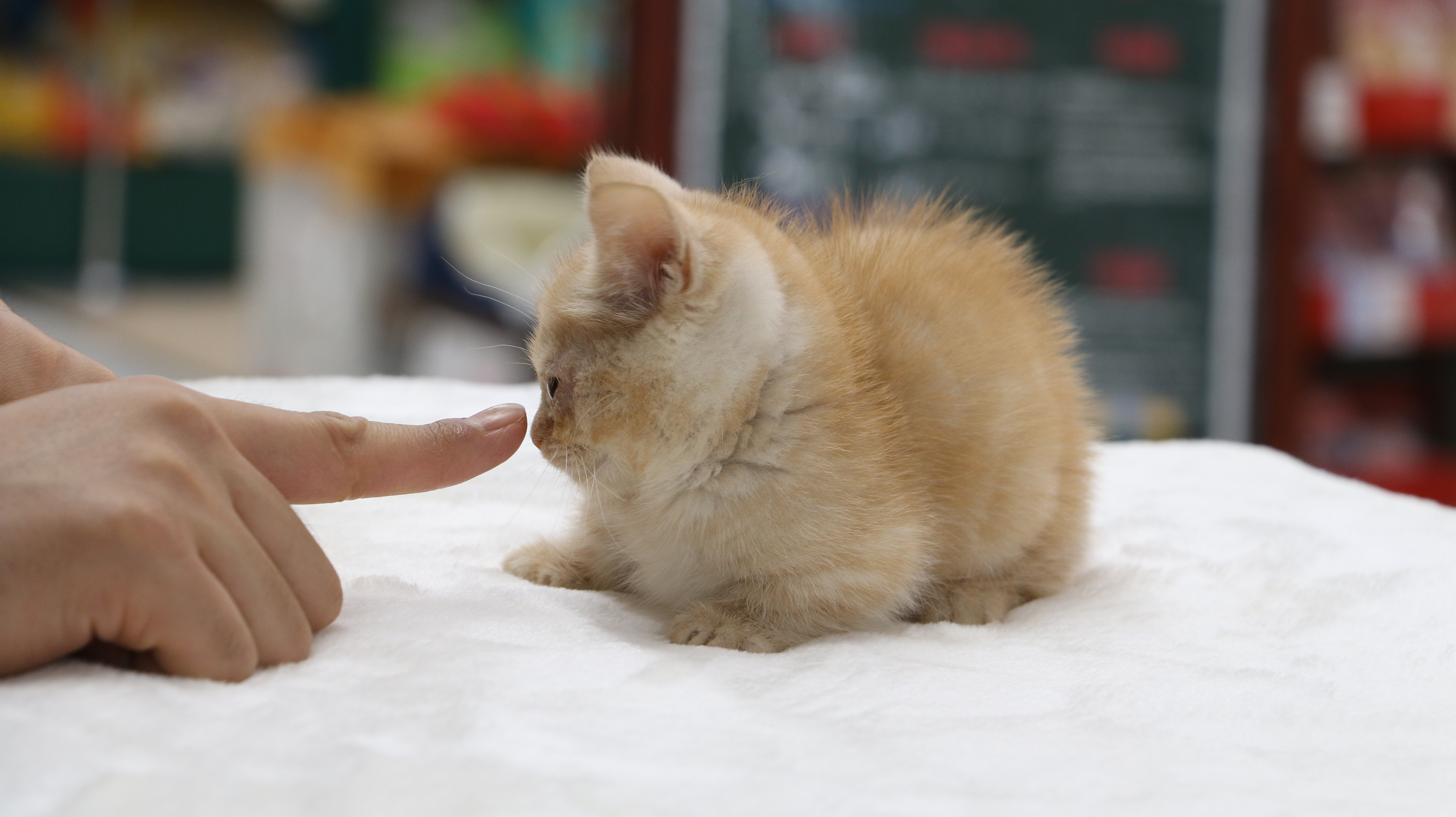 マンチカン - ペットショップ マルワン梅島 東京都足立区
