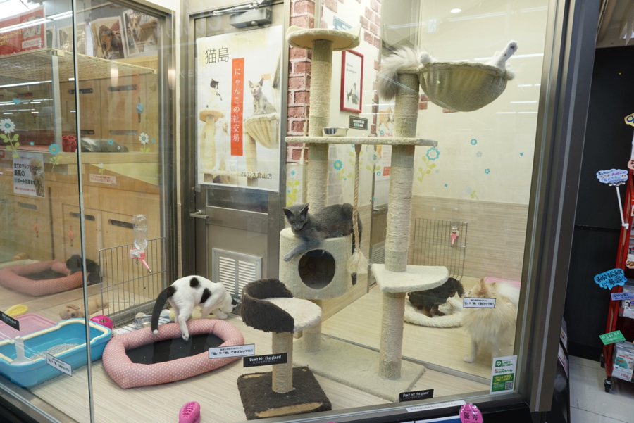 猫島の皆がそわそわ… | ペットショップ マルワン大倉山 神奈川県横浜市港北区