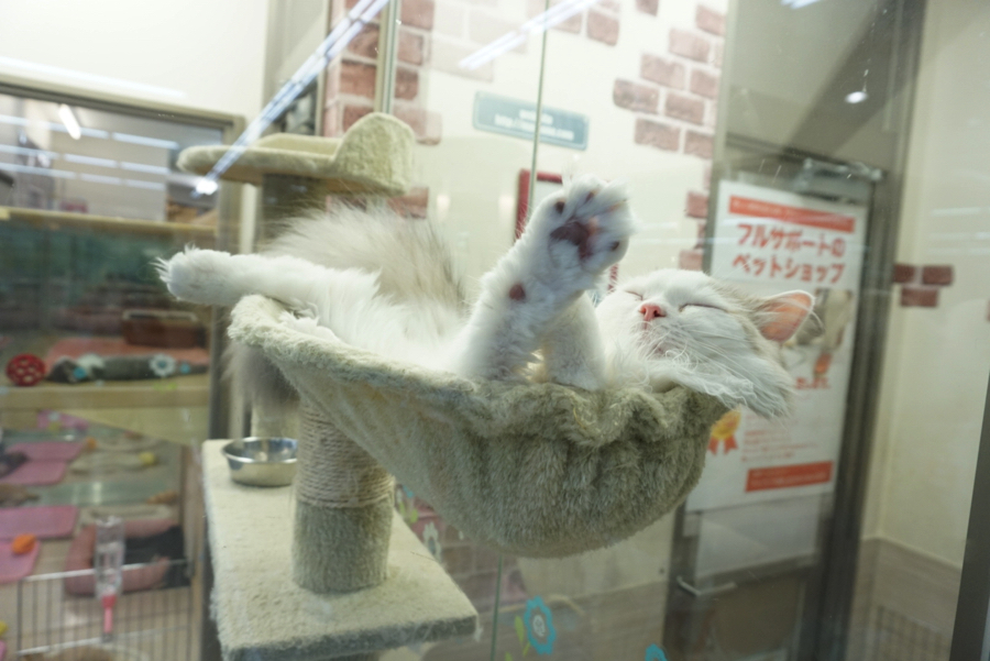 気にせずスヤスヤなラガにゃん | ペットショップ マルワン大倉山 神奈川県横浜市港北区