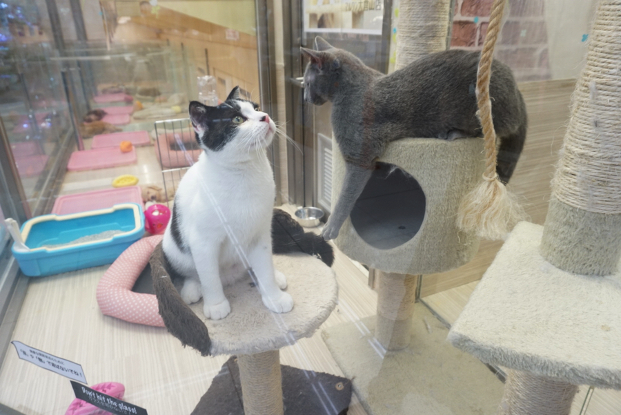 「ちょっと様子見てこよう〜」 | ペットショップ マルワン大倉山 神奈川県横浜市港北区