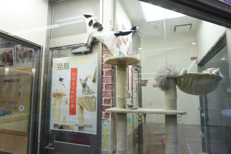 「お〜い。まだ〜?」 | ペットショップ マルワン大倉山 神奈川県横浜市港北区