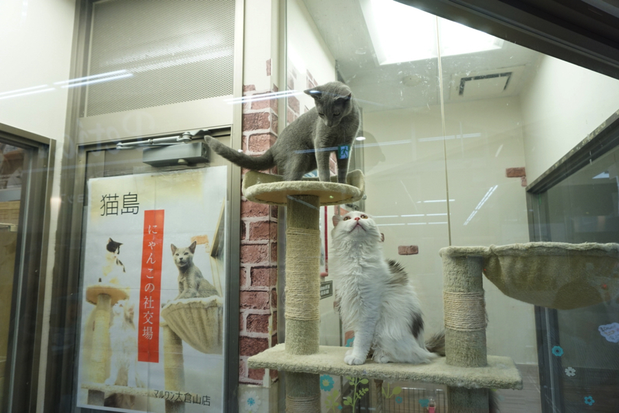 大人気のキャットタワー♪ | ペットショップ マルワン大倉山 神奈川県横浜市港北区