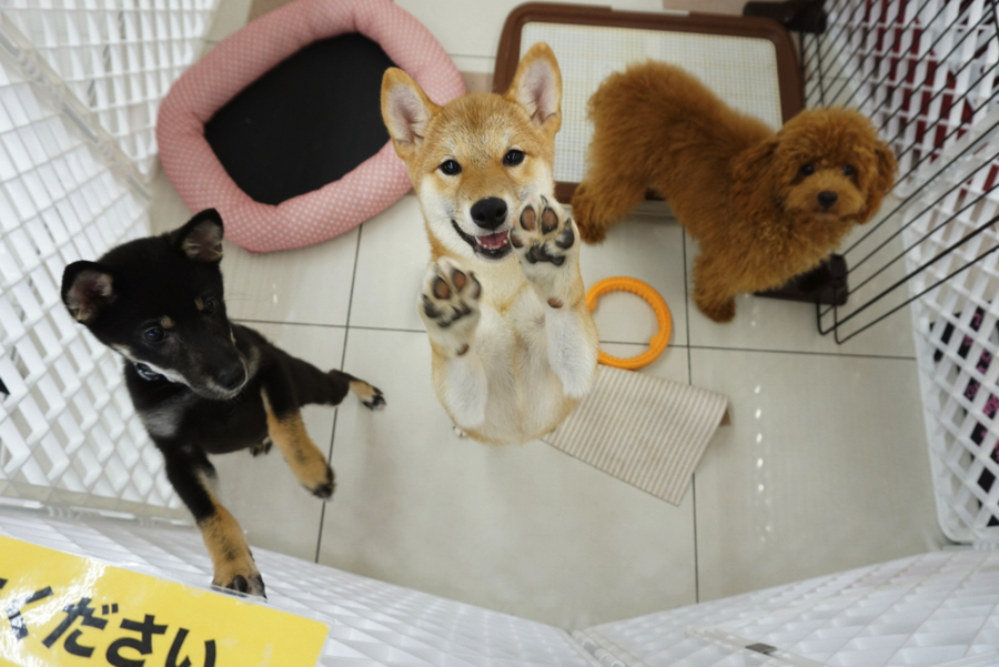 柴ちゃん達のご紹介! - ペットショップ マルワン大倉山 神奈川県横浜市港北区