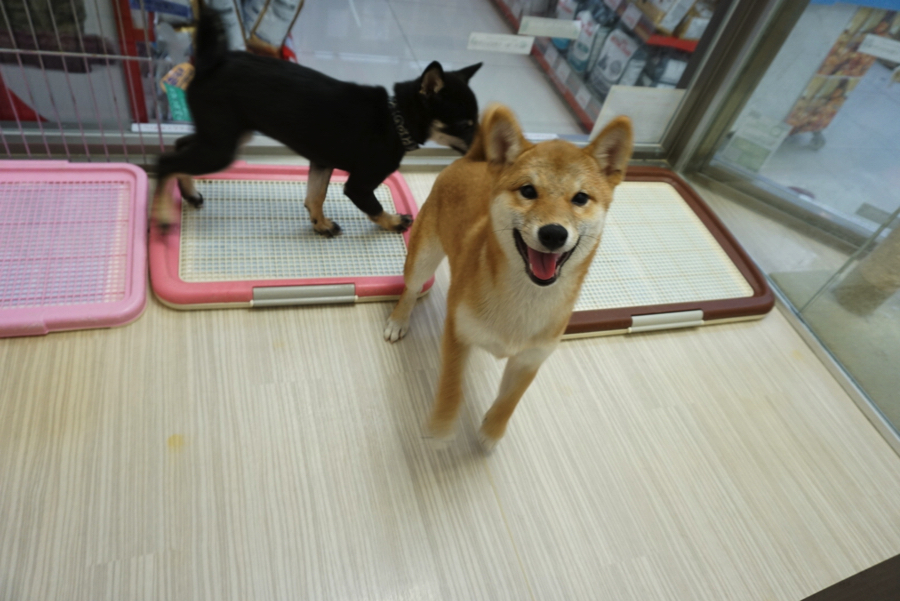 柴ちゃん達のご紹介! - ペットショップ マルワン大倉山 神奈川県横浜市港北区