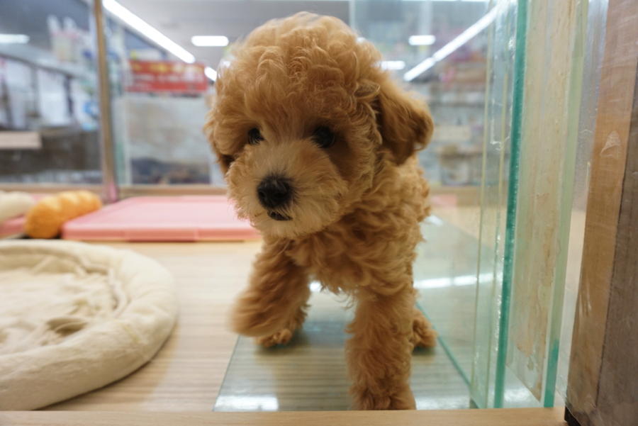 キラキラした目線で遊ぼうアピール | トイ・プードル - ペットショップ マルワン大倉山 神奈川県横浜市